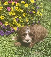 Alfie, a male Cavapoo for sale in Vienna, MO – 7 of 7