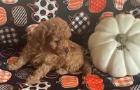 Pearl, a female Cavapoo for sale in Vienna, MO – 4 of 10