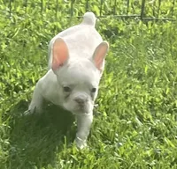 Saint, a male French Bulldog for sale in Vienna, MO – 3 of 8