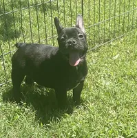 Chocolate, a male French Bulldog for sale in Vienna, MO – 2 of 7