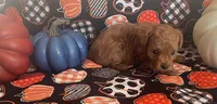 Pippa, a female Cavapoo for sale in Vienna, MO – 8 of 8