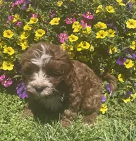 Alfie, a male Cavapoo for sale in Vienna, MO – 1 of 7