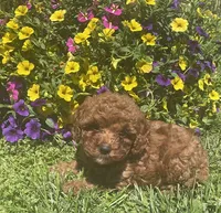Ruby, a female Cavapoo for sale in Vienna, MO – 5 of 7