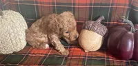 Poco, a male Cavapoo for sale in Vienna, MO – 2 of 8