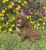 Honey, a female Cavapoo for sale in Vienna, MO – 4 of 7