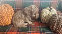 PeeWee, a male Cavapoo for sale in Vienna, MO – 6 of 8