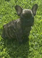 Sancho, a male French Bulldog for sale in Vienna, MO – 4 of 7