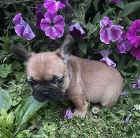 Mochi, a male French Bulldog for sale in Vienna, MO – 3 of 10