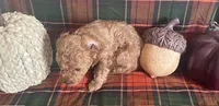 Poco, a male Cavapoo for sale in Vienna, MO – 8 of 8