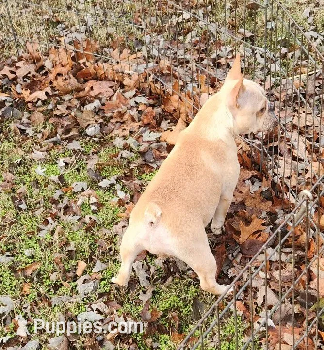 Mochi, a male French Bulldog for sale in Vienna, MO – 9 of 10