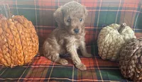 PeeWee, a male Cavapoo for sale in Vienna, MO – 2 of 8