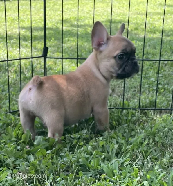 Riggs – French Bulldog puppy for sale in Vienna, MO