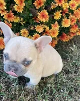 Nugget, a female French Bulldog for sale in Vienna, MO – 9 of 10