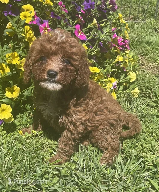 Honey – Cavapoo puppy for sale in Vienna, MO