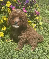 Honey, a female Cavapoo for sale in Vienna, MO – 7 of 7