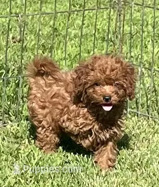 Rudy – Cavapoo puppy for sale in Vienna, MO