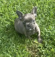 Storm, a male French Bulldog for sale in Vienna, MO – 1 of 7