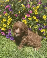 Daisy, a female Cavapoo for sale in Vienna, MO – 5 of 7