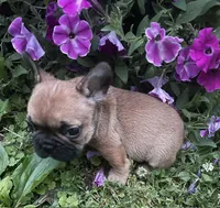 Mochi, a male French Bulldog for sale in Vienna, MO – 4 of 10