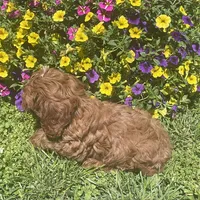 Daisy, a female Cavapoo for sale in Vienna, MO – 7 of 7