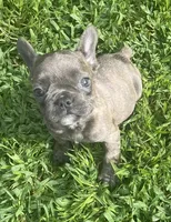 Storm, a male French Bulldog for sale in Vienna, MO – 5 of 7