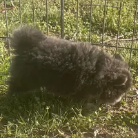 Jade, a female Pomsky for sale in Vienna, MO – Photo 6 of 9