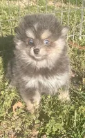Jade, a female Pomsky for sale in Vienna, MO – Photo 3 of 9