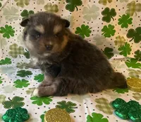 Jade, a female Pomsky for sale in Vienna, MO – Photo 5 of 9