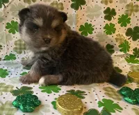 Jade, a female Pomsky for sale in Vienna, MO – Photo 4 of 9