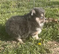 Jade, a female Pomsky for sale in Vienna, MO – Photo 7 of 9