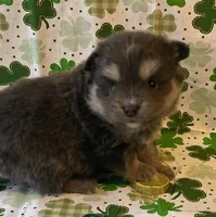 Jade, a female Pomsky for sale in Vienna, MO – Photo 1 of 9