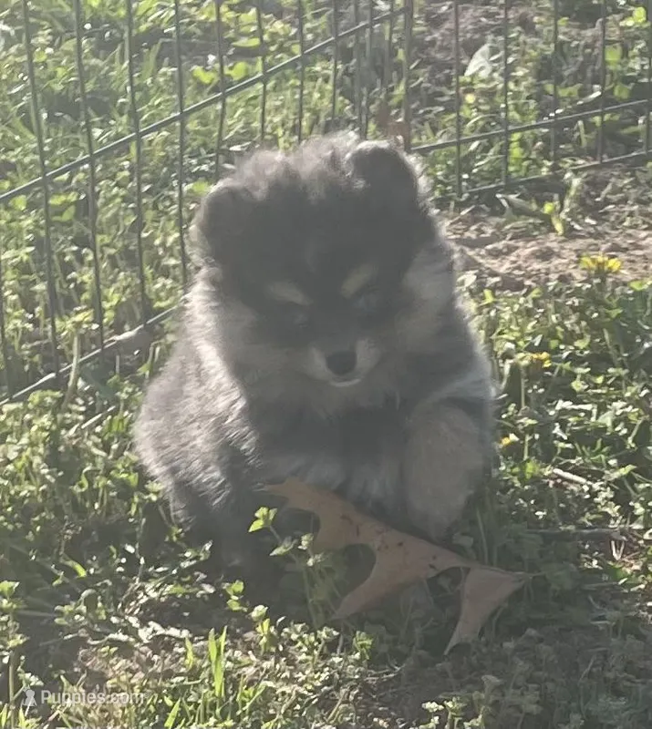Jade – Pomsky puppy for sale in Vienna, MO
