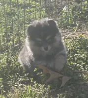 Jade, a female Pomsky for sale in Vienna, MO – Photo 1 of 9