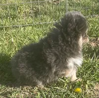 Jade, a female Pomsky for sale in Vienna, MO – Photo 2 of 9
