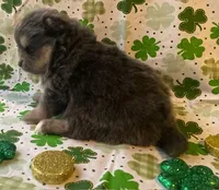 Jade, a female Pomsky for sale in Vienna, MO – Photo 7 of 9