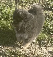 Jade, a female Pomsky for sale in Vienna, MO – Photo 4 of 9