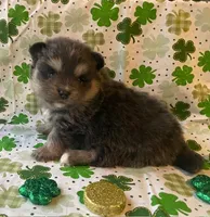 Jade, a female Pomsky for sale in Vienna, MO – Photo 3 of 9