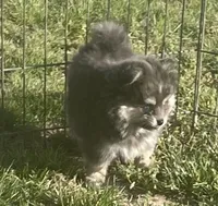 Jade, a female Pomsky for sale in Vienna, MO – Photo 5 of 9