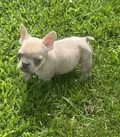 Kash, a male French Bulldog for sale in Vienna, MO – 6 of 7