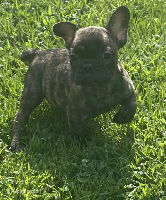 Sancho – French Bulldog puppy for sale in Vienna, MO