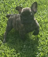 Sancho, a male French Bulldog for sale in Vienna, MO – 1 of 7