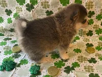 Jewels, a female Pomsky for sale in Vienna, MO – Photo 7 of 9