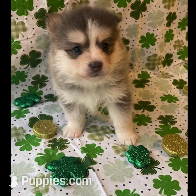 Jewels, a female Pomsky for sale in Vienna, MO – Photo 3 of 9