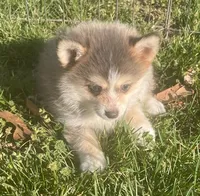 Jewels, a female Pomsky for sale in Vienna, MO – Photo 4 of 10