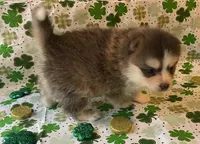 Jewels, a female Pomsky for sale in Vienna, MO – Photo 4 of 9