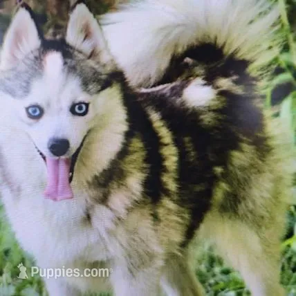 Jewels, a female Pomsky for sale in Vienna, MO – Photo 8 of 9