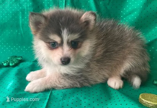 Jewels – Pomsky puppy for sale in Vienna, MO