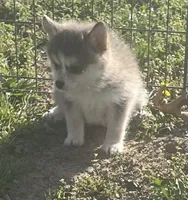 Jewels, a female Pomsky for sale in Vienna, MO – Photo 8 of 10