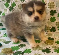 Jewels, a female Pomsky for sale in Vienna, MO – Photo 5 of 9