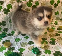 Jewels, a female Pomsky for sale in Vienna, MO – Photo 2 of 9